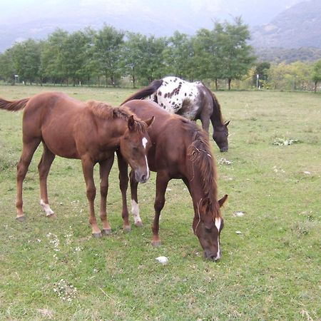 Agriturismo Al Ranch Castello d'Aviano Ngoại thất bức ảnh