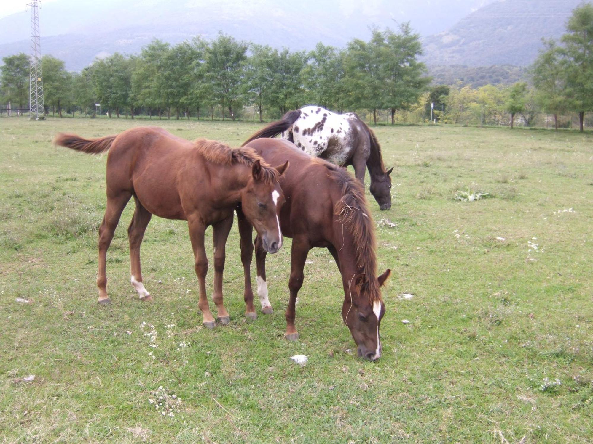 Agriturismo Al Ranch Castello d'Aviano Ngoại thất bức ảnh